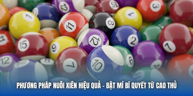 Phương Pháp Nuôi Xiên Hiệu Quả - Bật Mí Bí Quyết Từ Cao Thủ