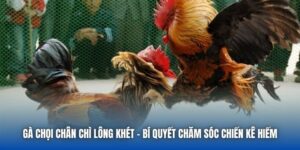 Gà Chọi Chân Chì Lông Khét - Bí Quyết Chăm Sóc Chiến Kê Hiếm