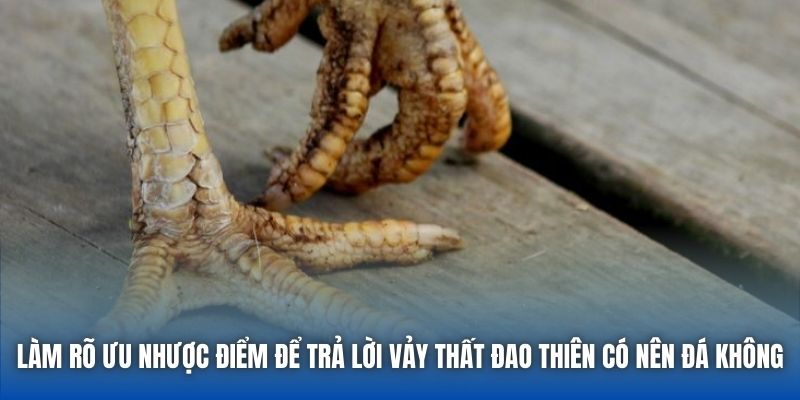 Làm rõ ưu nhược điểm để trả lời vảy Thất Đao Thiên có nên đá không